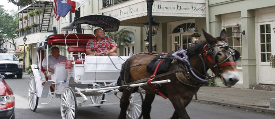 New Orleans’ABC Horse ride
